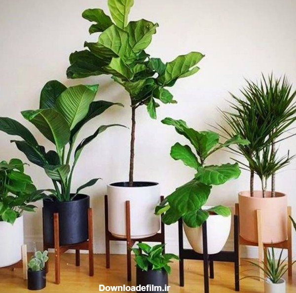 ایده های تزیین و چیدمان خانه با گیاهان آپارتمانی