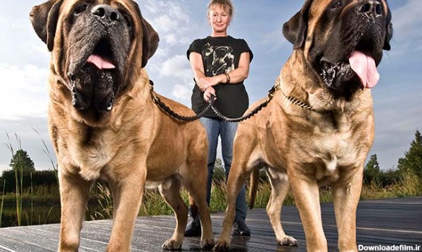 بزرگترین نژادهای سگ در جهان