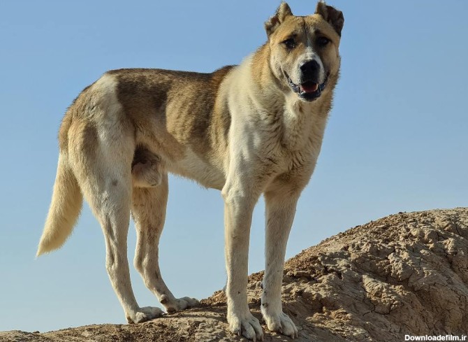 معرفی 3 نژاد معروف سگ گله ای | چگونه سگ گله را تربیت کنیم؟