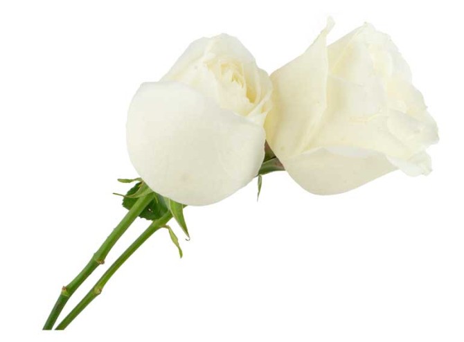 دانلود طرح گل های رز سفید | تیک طرح مرجع گرافیک ایران