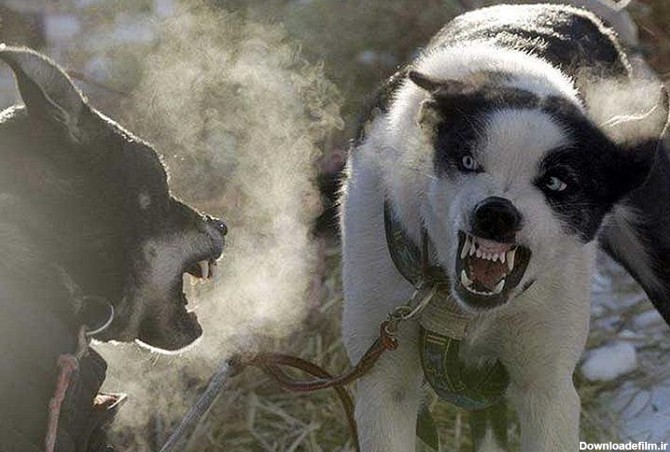 عکس/ جنگ دو سگ در سورتمه
