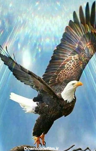عکس عقاب در حال شکار - عکس نودی