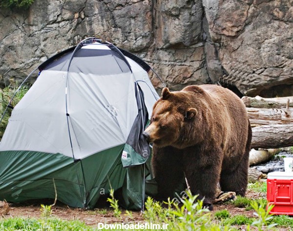 فضای اطراف کمپ خود را تمیز نگه دارید تا بوی ناشی از زباله و غذا توجه خرس را جلب نکند.
