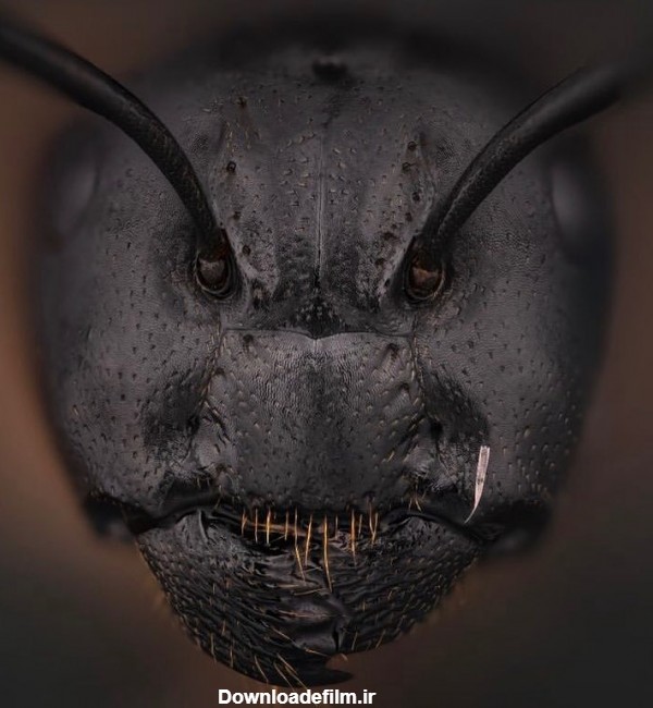 فرارو | تصویر ترسناکی از صورت یک مورچه
