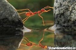 مورچه ها” چگونه خانه می سازند؟