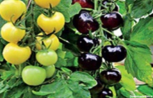 پرورش گوجه‌ سیاه و سفید/تصاویر