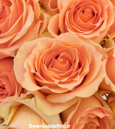 معنی رنگ های گل رز برای کادو دادن - | سفارش آنلاین گل از گل فروشی ...