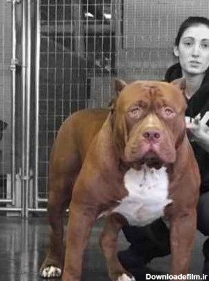 سگ پیت بول غول پیکر با 80 کیلو وزن + تصاویر