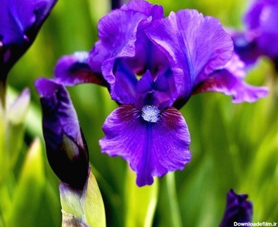 iris flower - گل فروشی رضوان