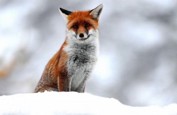 عکس باکیفیت عالی از روباه در زمین پوشیده از برف مناسب گوشی