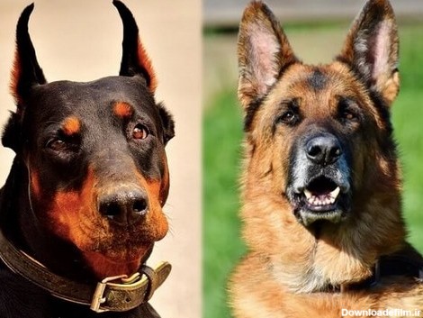 مقایسه تفاوت قیمت سگ ژرمن با دوبرمن به همراه تفاوت های ظاهری و ...