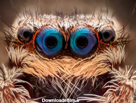تصاویری زیبا و حقایقی شگفت‌انگیز در مورد چشمان حیوانات | گجت نیوز