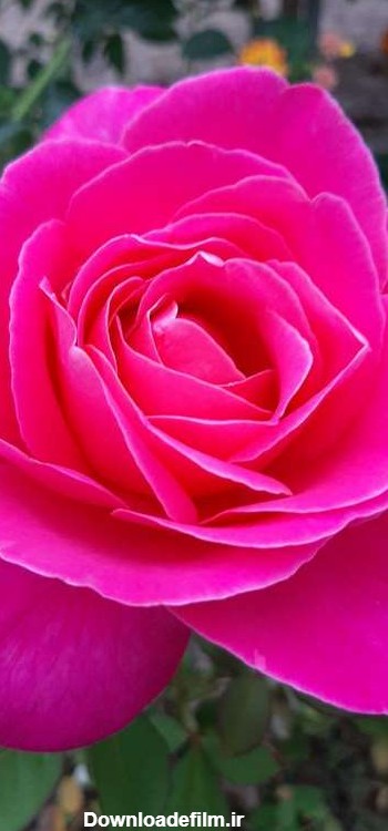عکس گل خوشگل برای پروفایل واتساپ
