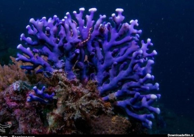 گزارش| مرگ تدریجی مرجان های دریایی خلیج فارس؛ اختلال در ...