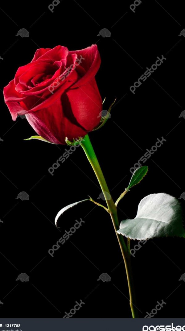 یک پس زمینه سیاه و سفید از در قرمز گل رز کارگاه po 1317758