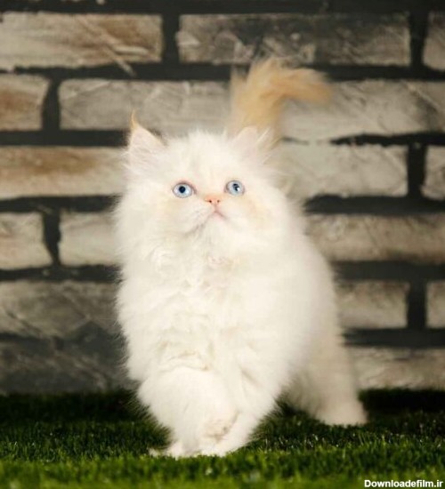 😻خرید گربه| هیمالین رد پوینت چشم آبی فوق العاده اصیل ماده ۵۰ روزه|
