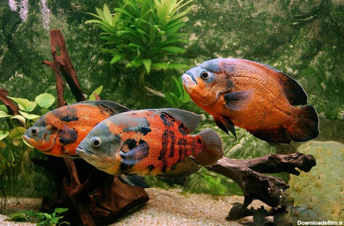 ماهی اسکار ( Astronotus ocellatus )