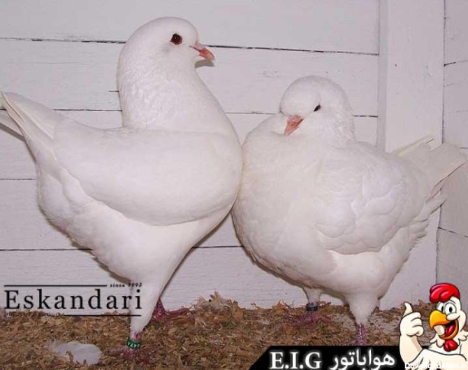 پرورش و نگهداری از کبوتر : نژادهای کبوتر