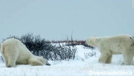 نبرد دو خرس قطبی نر