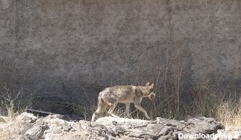 گرگی که در خیابانهای کرج پرسه می زد
