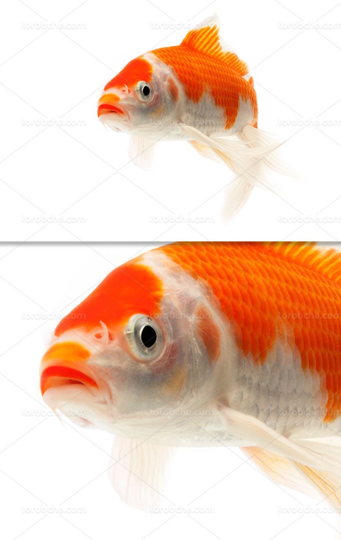 عکس ماهی قرمز سفید - گرافیک با طعم تربچه - طرح لایه باز