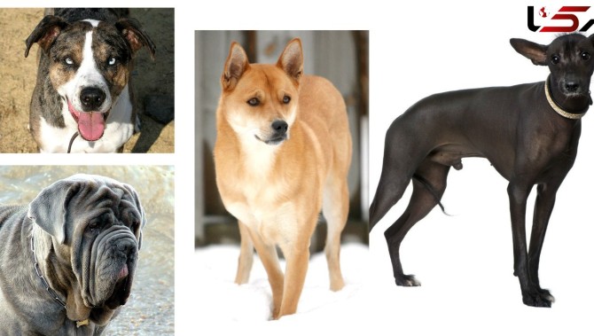 کمیاب ترین نژادهای سگ در جهان را در اینجا ببینید +عکس های دیدنی