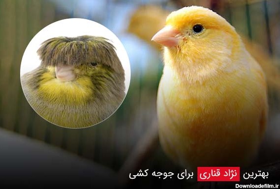 بهترین نژاد قناری برای جوجه کشی | قناری پرستار - فروشگاه چیکن دیوایس