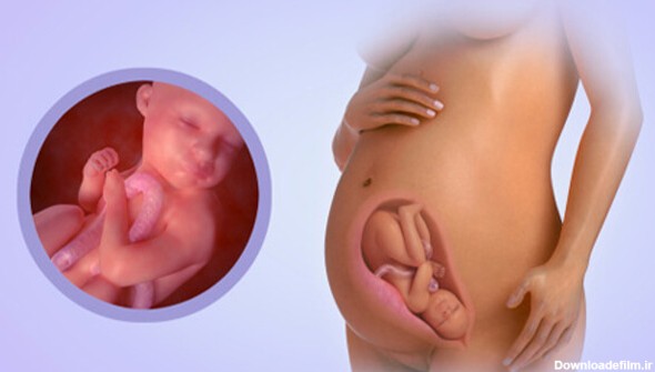رشد کودک در ماه ششم بارداری
