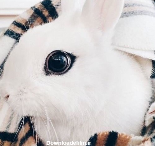 یک عدد خرگوش چشم خوشگل          - عکس ویسگون