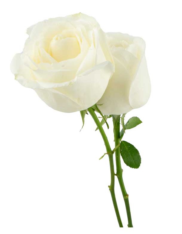 دانلود طرح با کیفیت گل های رز سفید | تیک طرح مرجع گرافیک ایران
