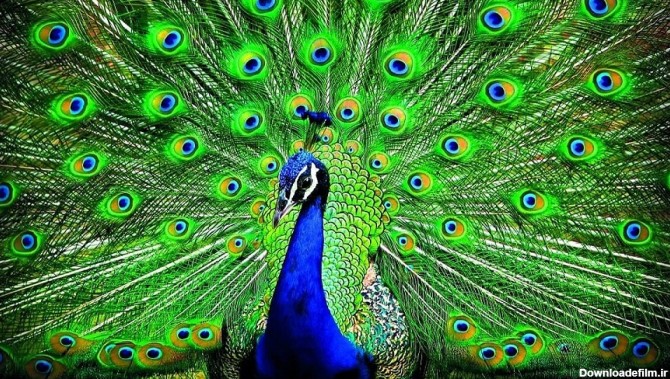 عکس فیلم طاووس