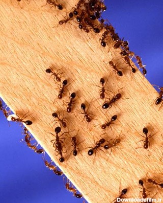 9 راهکار برای دور کردن مورچه‌ها از گوشه و کنار خانه