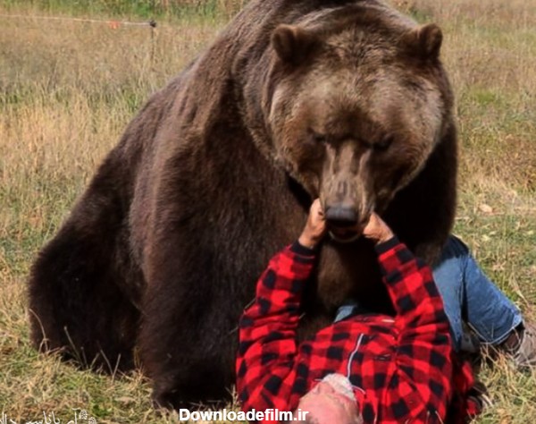 بدترین حالت این است که صورت شما در مقابل خرس باشد. هنگام حمله دراز بکشبد، صورت‌تان به طرف زمین باشد و دست‌ها را پشت گردن خود قفل کنید تا در مقابل ضربات خرس از شما محافظت کند.
