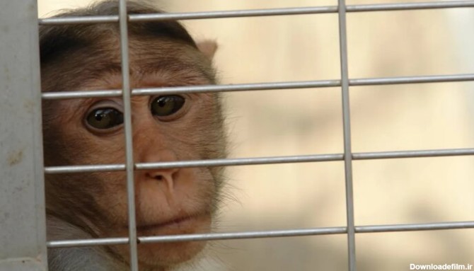 ببینید | تصاویری پربازدید از شانه کردن موهای یک میمون جلوی آینه