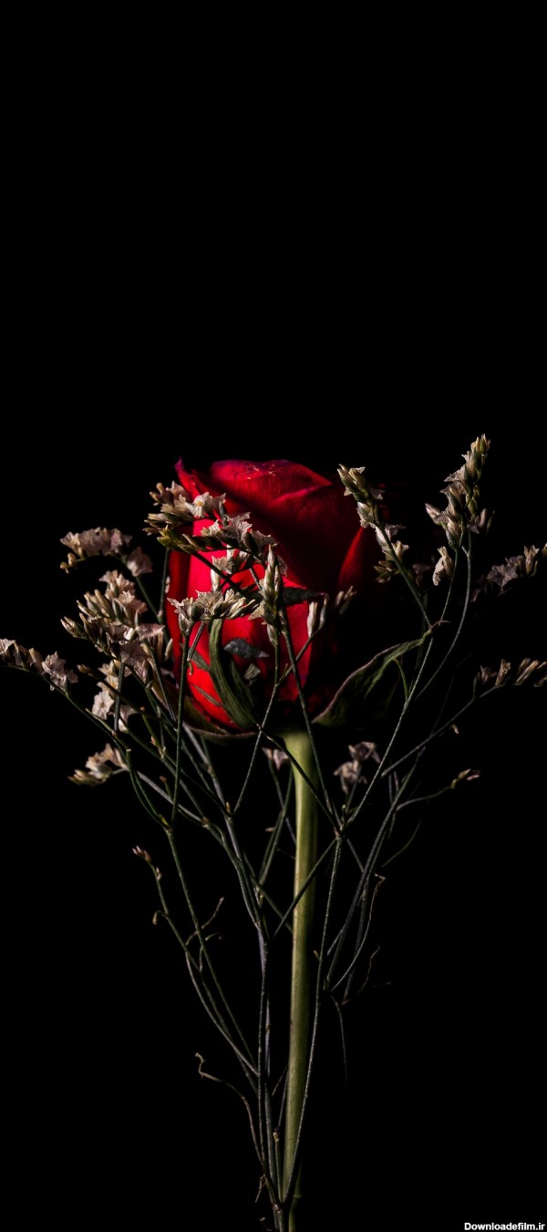 قاب مدیا | عکس زمینه گوشی با کیفیت گل رز , مشکی , قرمز