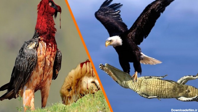 8 پرنده مرگبار برتر جهان _ خطرناک ترین پرندگان