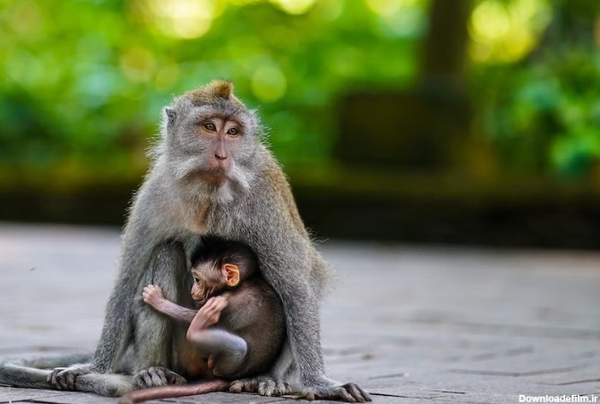 دانستنی های جالب و عجیب از زندگی “میمون ها”