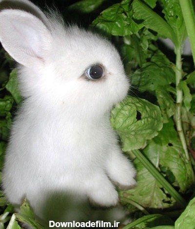 عکسهای خرگوش های ناز و زیبا