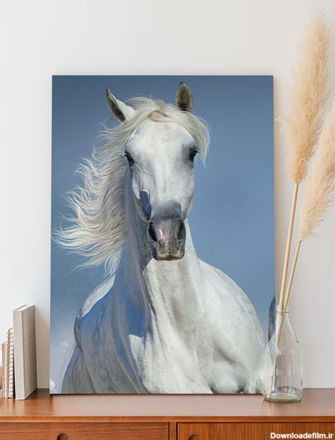 تابلو باکیفیت تصویر اسب سفید - مبین چاپ