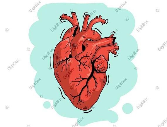 عکس کارتونی قلب انسان - دیجیت باکس - DigitBox
