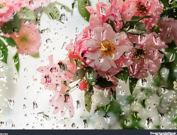 عکس های جدید گل در باران
