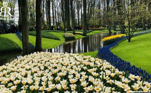 باغ کوکنهوف در لیسه هلند