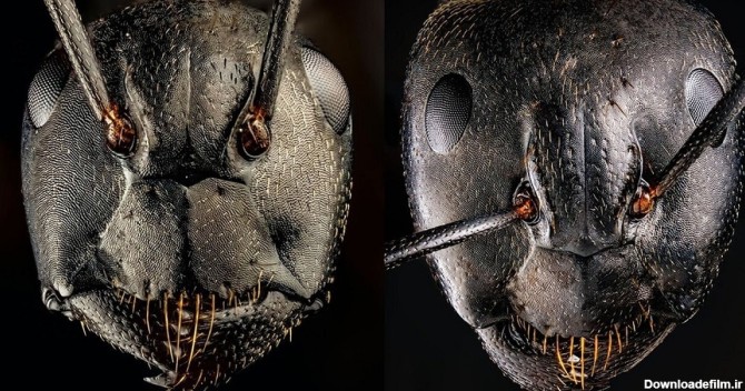 تصویر ترسناک از صورت یک مورچه از نمایی نزدیک (فیلم)