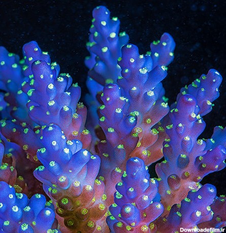 راهنمای رنگ آمیزی مرجان های SPS