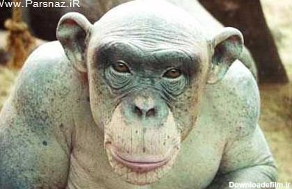 مشرق نیوز - کشف یک میمون بسیار عجیب در نیجریه+عکس