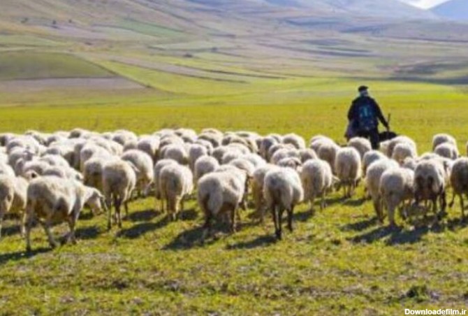 ببینید | جذب ۳۰ هزار فالوور توسط یک گوسفند در لایو چوپان!