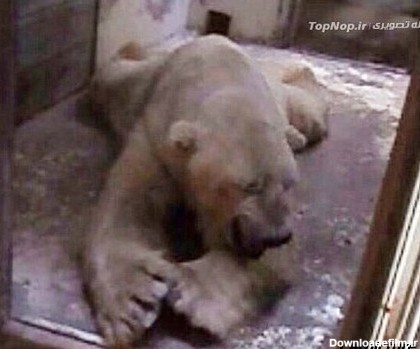 عکس زیباترین خرس دنیا