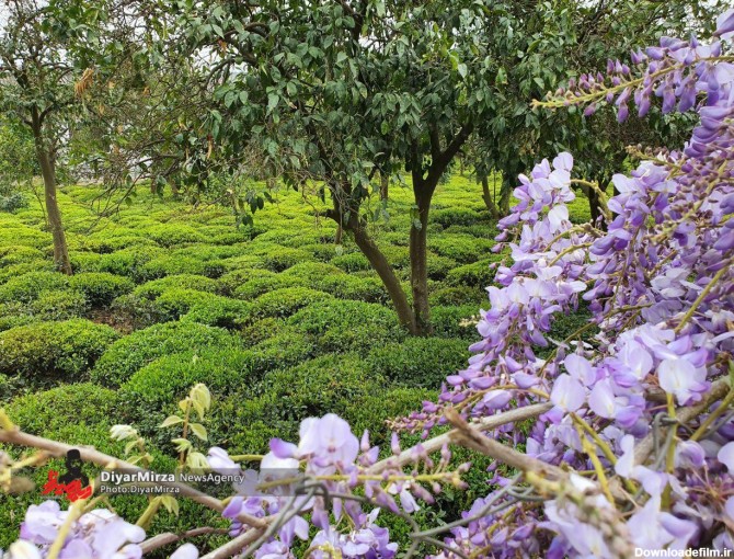 تصویری زیبا از باغ چای در شرق گیلان - پایگاه اطلاع رسانی دیارمیرزا