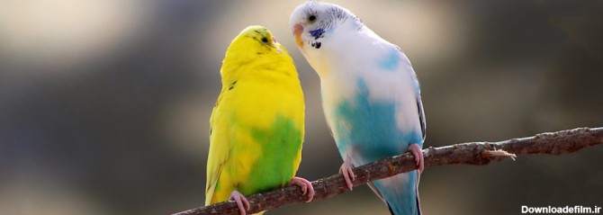 متن پرنده عاشق با برگزیده جملات احساسی عاشقانه درباره پرنده