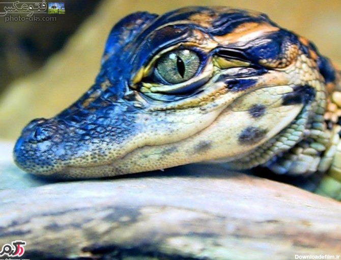 تمساح یا کروکودیل چه جور جانوری است؟به همراه تصاویر